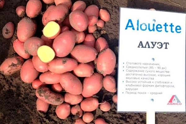 Как вырастить картофель Алуэт: секреты успешного урожая