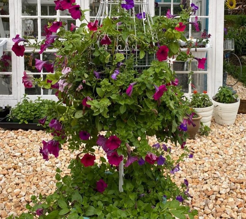 Как создать настоящий цветочный рай: 15 идей для оформления сада с петуниями