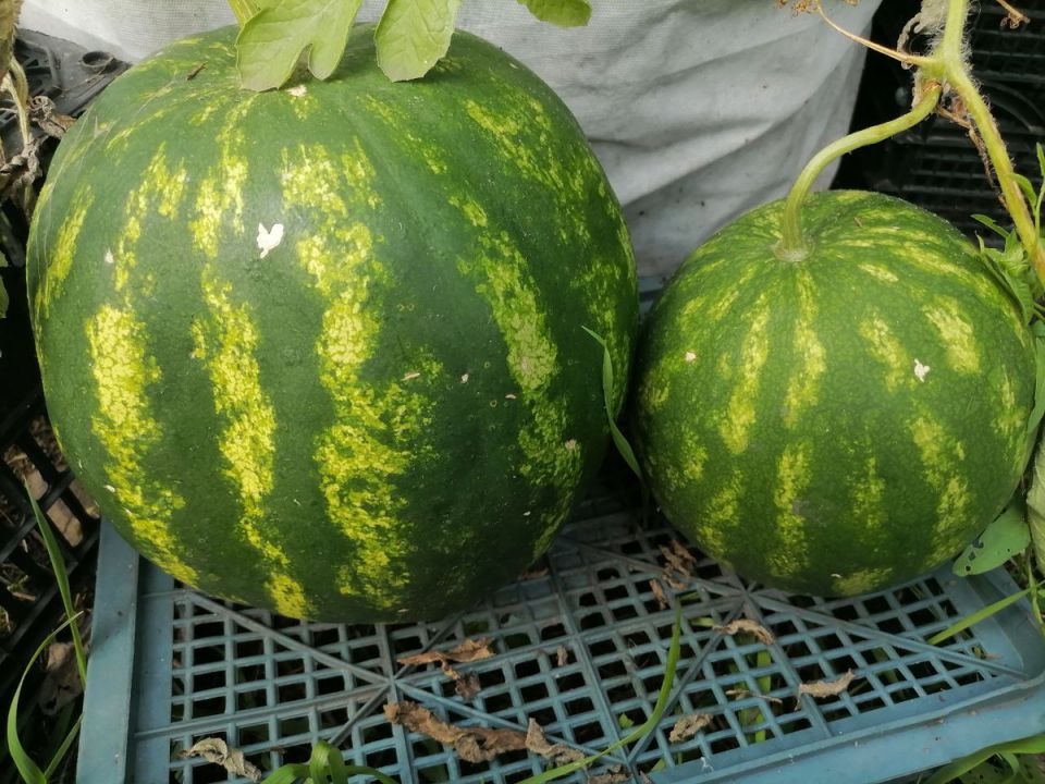 На пути к успеху: выращивание дынь и арбузов в Сибири