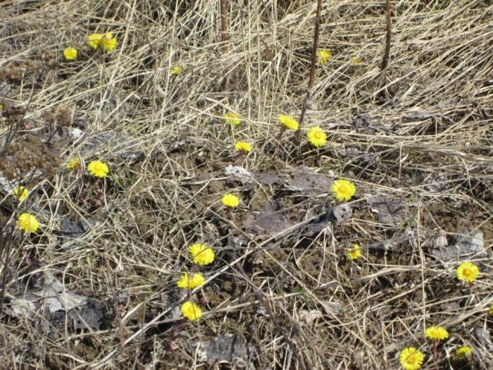 Загадочная мать-и-мачеха: не только весенний цветок, но и уникальный лекарь природы