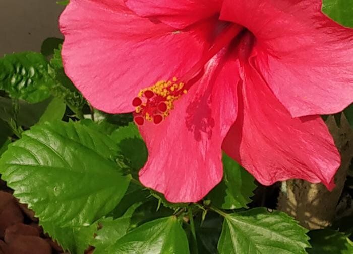 Уникальные растения на грани исчезновения: нужно знать каждому