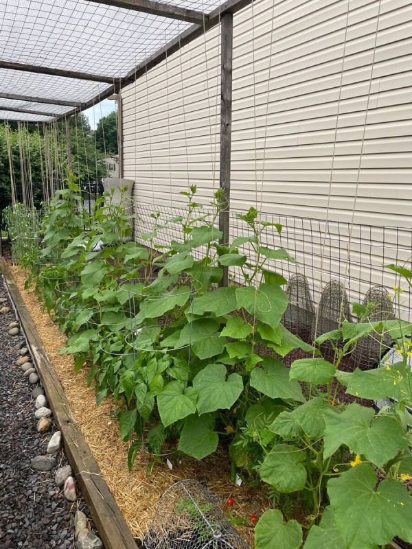 Почему огурцы становятся пустыми: неожиданные причины и советы огородникам