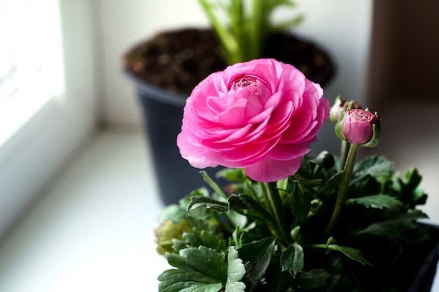 Как избавиться от мошек в цветочных горшках: простые и эффективные методы