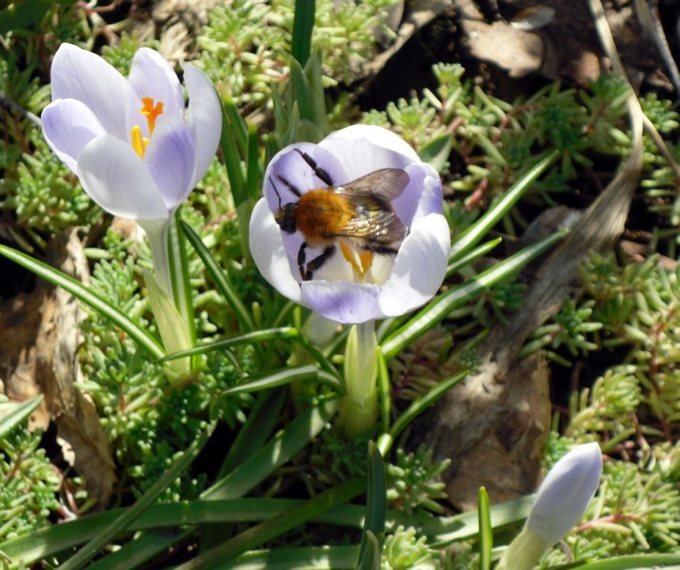 Крокусы: весенние вестники, которые украсят ваш сад