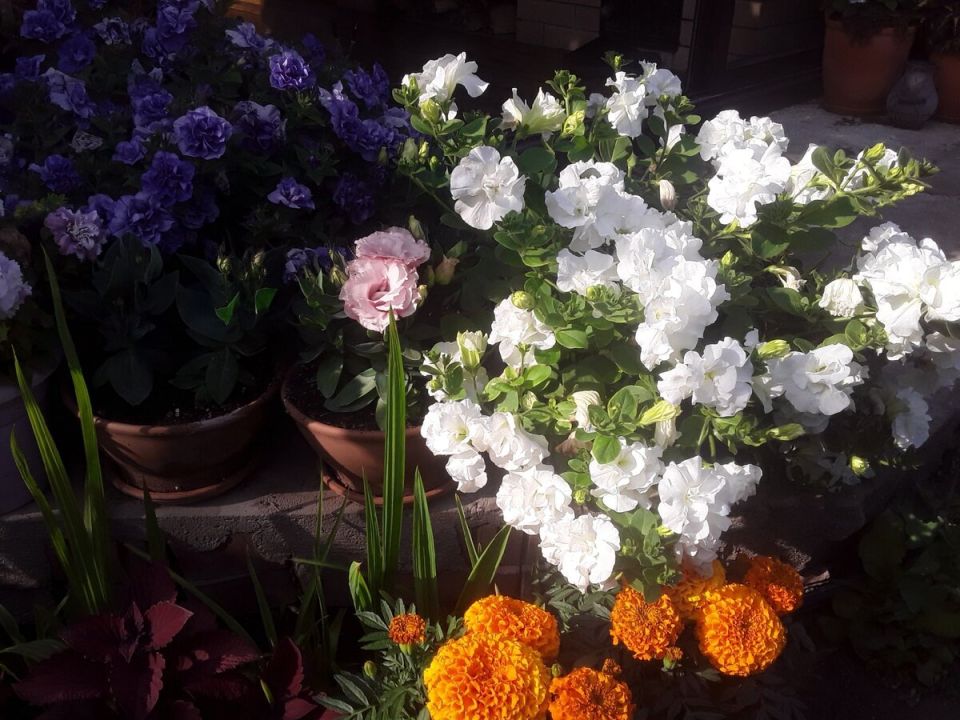 Как радикальная обрезка петуний может вдохнуть жизнь в ваш сад