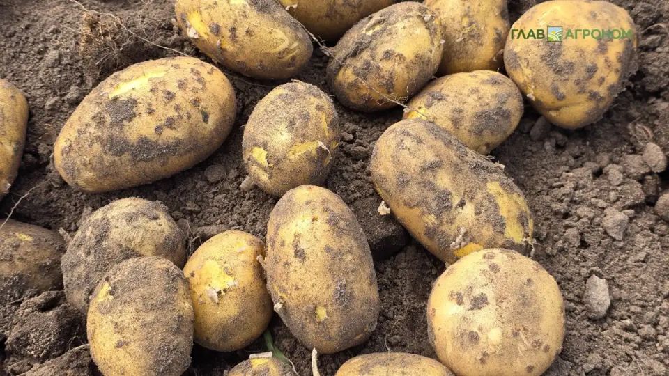 Учёные раскрыли секрет успешного роста картофеля в сложных климатических условиях