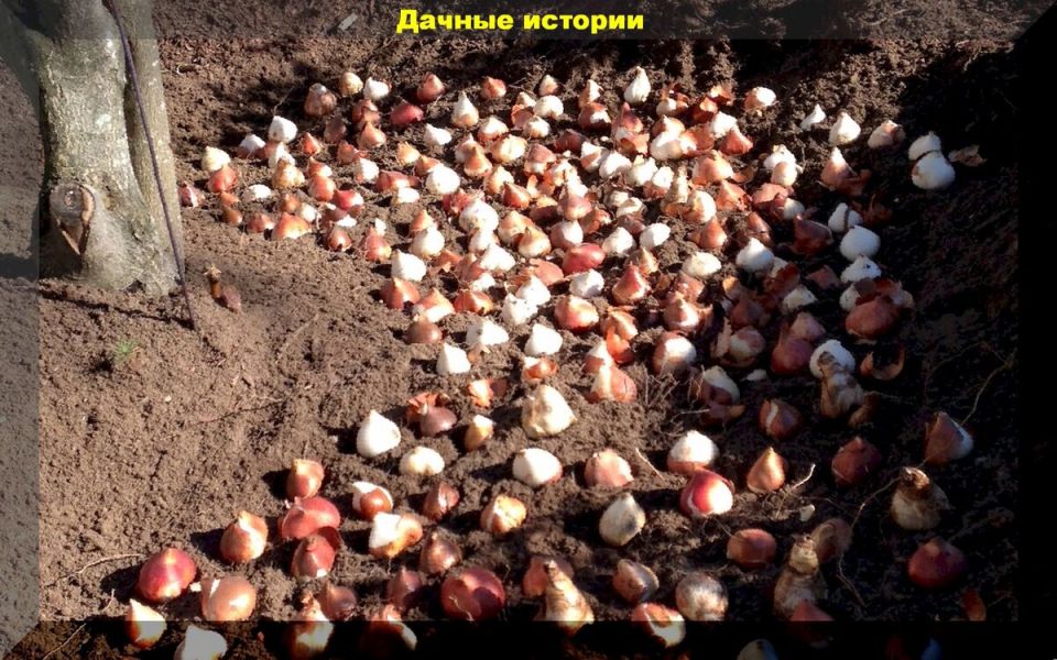 Искусство посадки тюльпанов: секреты и советы для успешного цветения