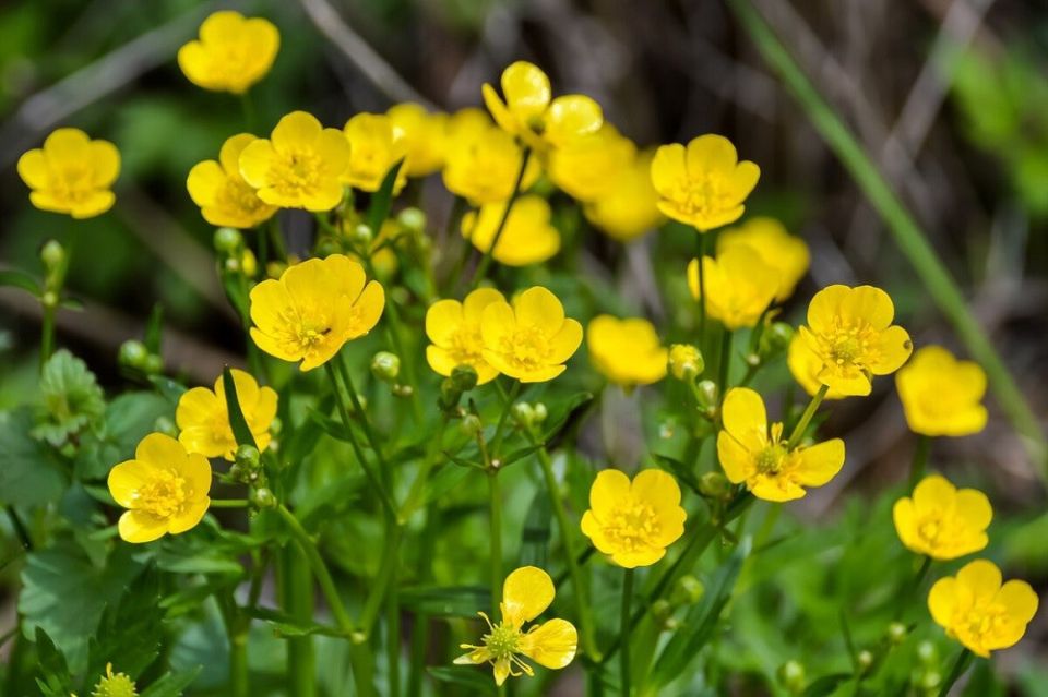 Безумие природы: исчезающие растения, которые мы можем не увидеть снова