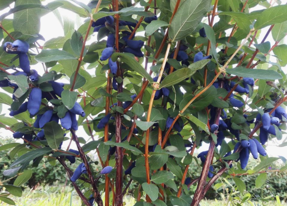 Эффективные советы по созданию опор для жимолости