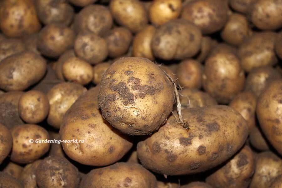 ��� �������� ���������� �� ����� �� ���������: ������� ��������� �������