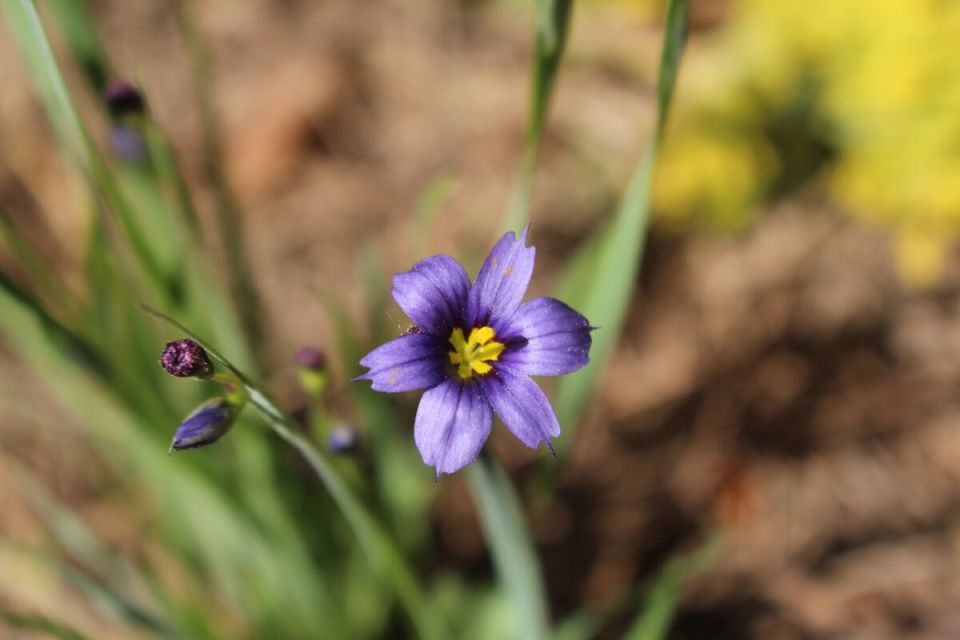 ������ ����� ��������: ������� ����������� ����������, ������� ������� � ���������