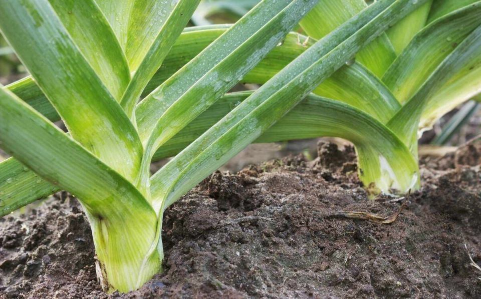 �� ����� ����� ����-�����: ����� � ��� ��� ������?