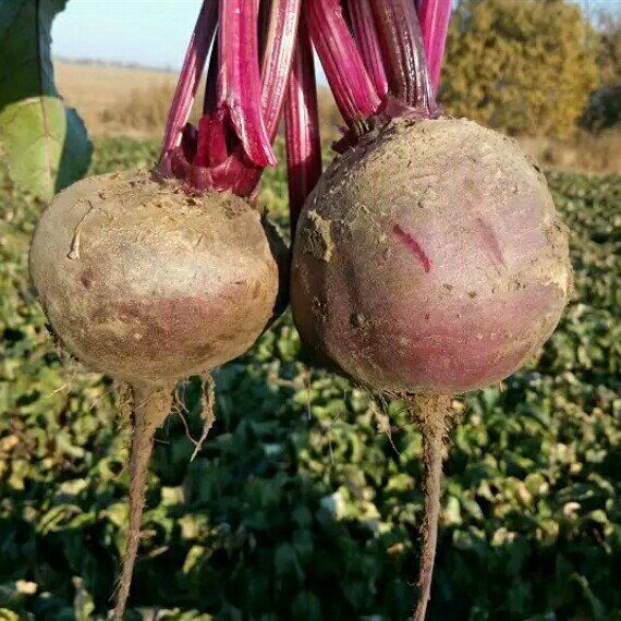 ��� �������� ������� � ������� ������: ������ �� ��������� � �������