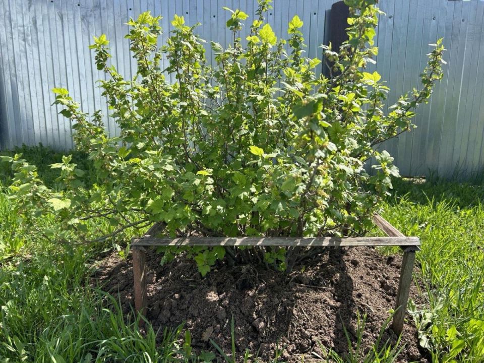 Осенняя пора: как выбрать и высадить деревья, чтобы они прижились даже в холодные месяцы