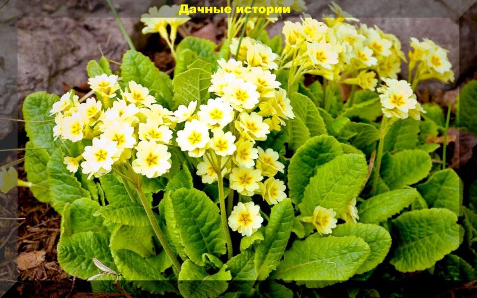 ������� ��������� ����������� �������: ��� �������� �������� � ������ �� �������