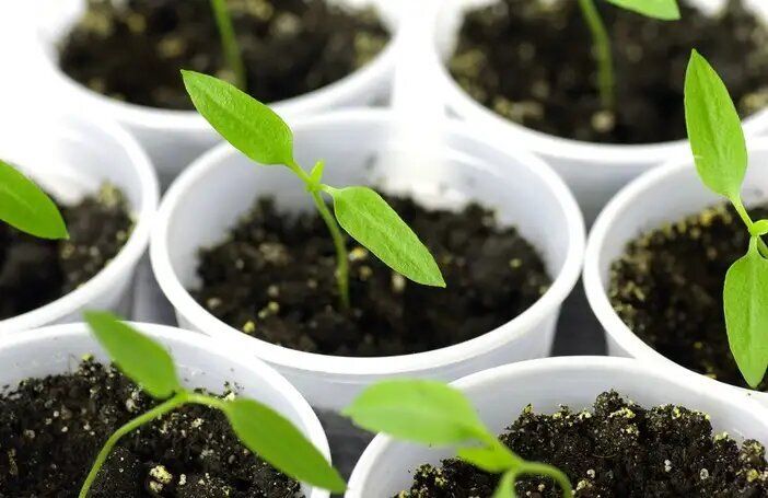 ����� ��������� ����������� ������� �����: �������� ���������������� ������