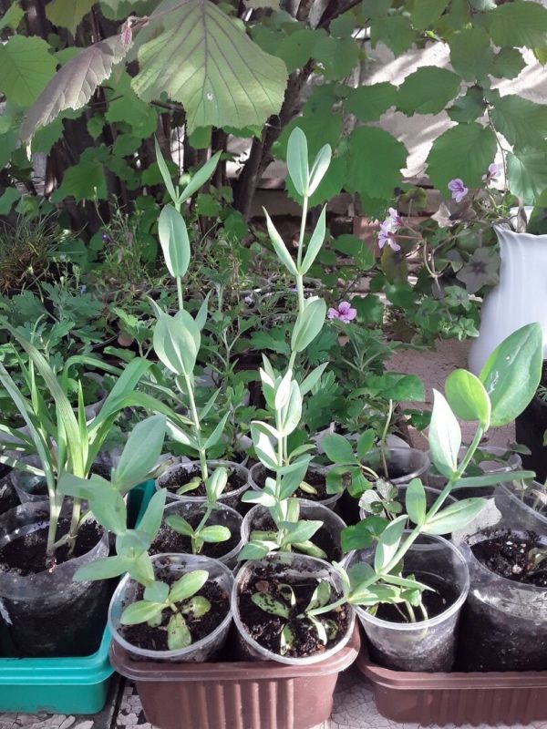 ����������� �������: ��������� � ������ ���������� � 2026 ����