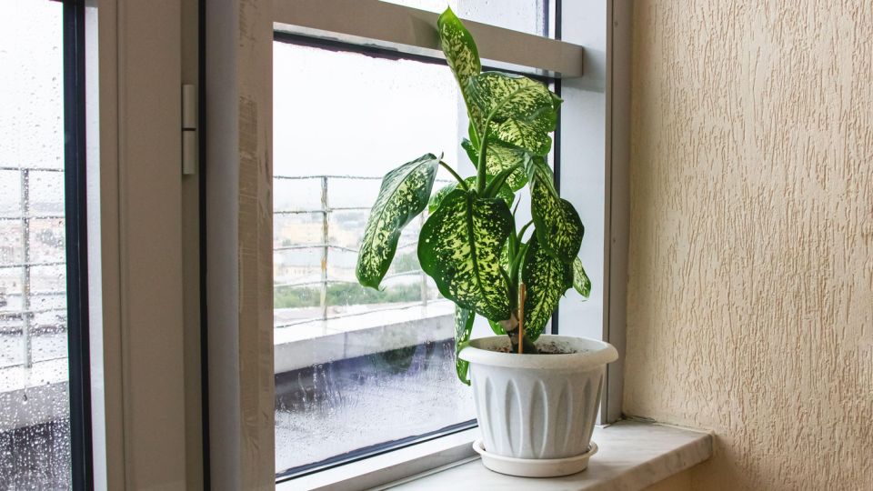 ��� ������� ����������� ��� ���? ������� �������� ����� � ���������� ����