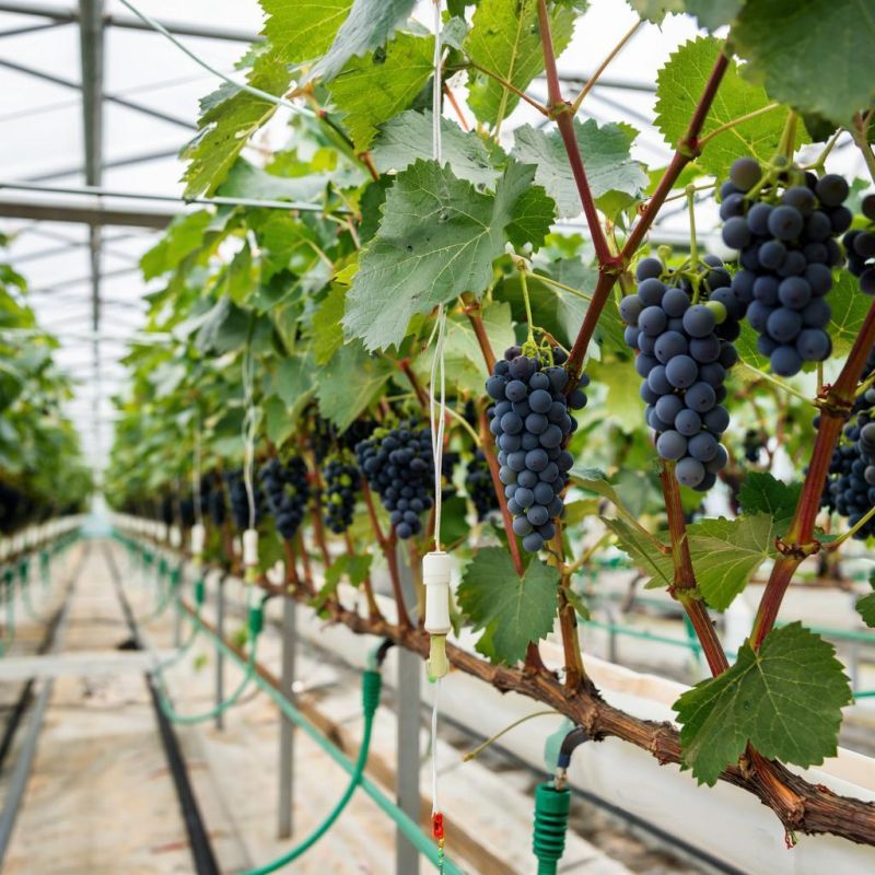 ����� ����� �������� � �������� �������: ��� ������� ��� ��������� ��������������?