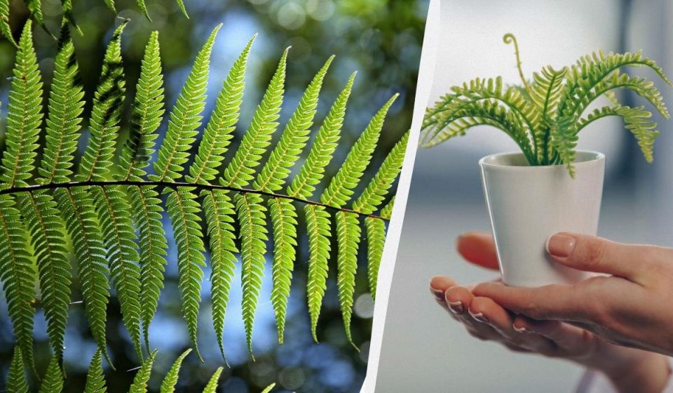 ��������� �������: ������ ���������� �� ����� ������ ����� ����