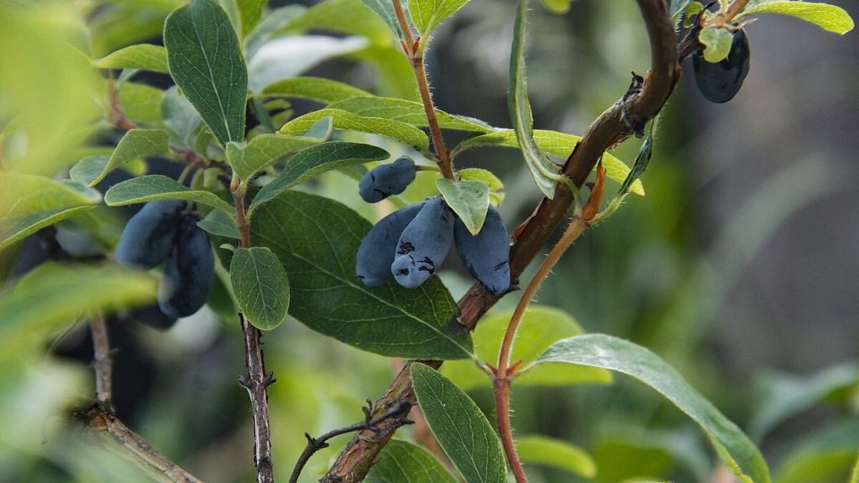 ���������: ������ � ����������