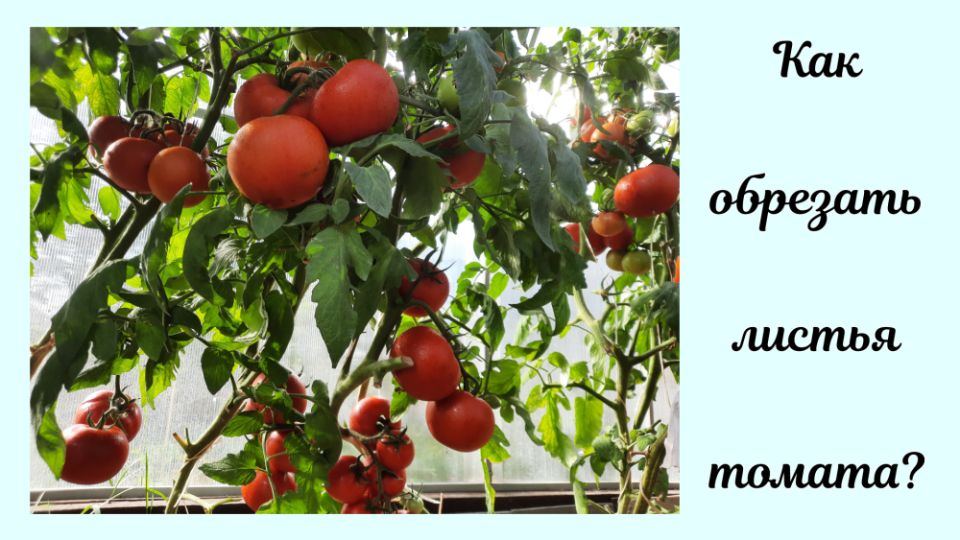 ��� ������� ������� ������� ����� �������� ������: ������ ���������