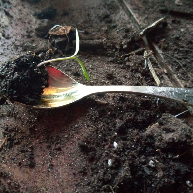 ��� �������� ������ �����: ������ �� ��������� �������