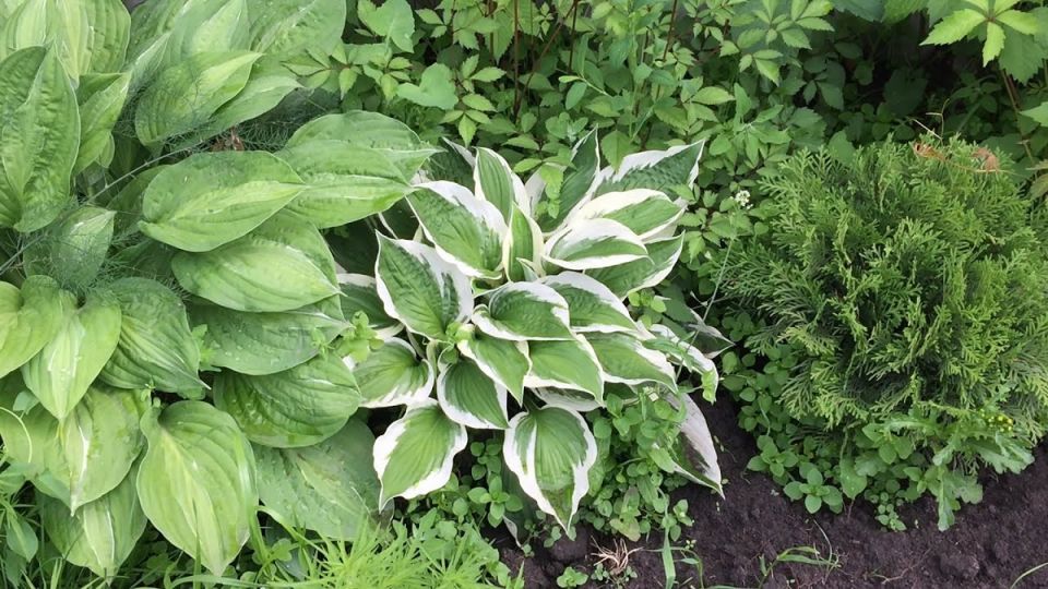 ������� ��� �� ����� ������: 7 �������������, ������� ���������� ��� �������