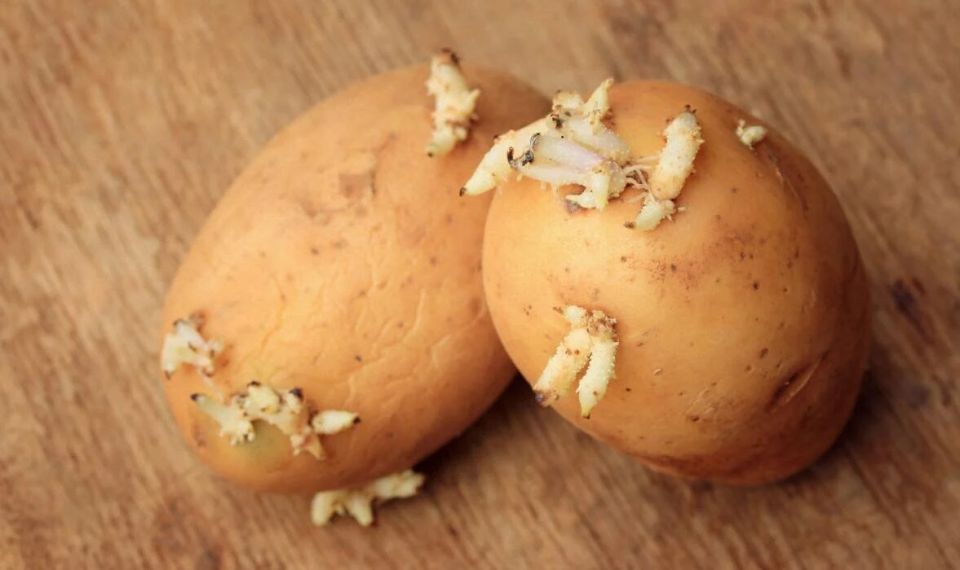 ���������� ��������: ����� �� �� ���� � ��� ������� ��������?