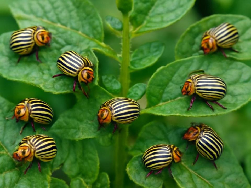 ��� ��������� ��������� �������� ���������� ��������� ��������: 7 ������� ������