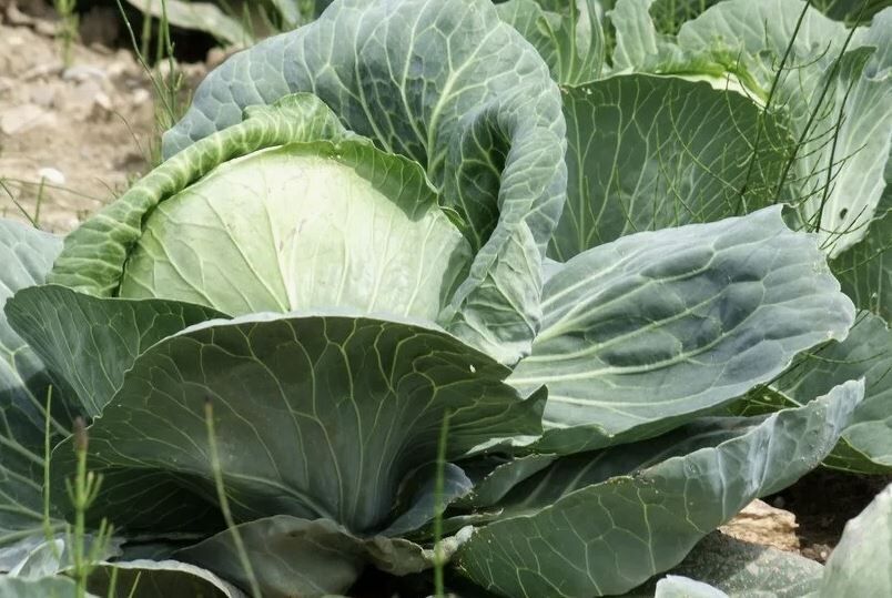 Правила ухода за поздней капустой в августе: советы для богатого урожая