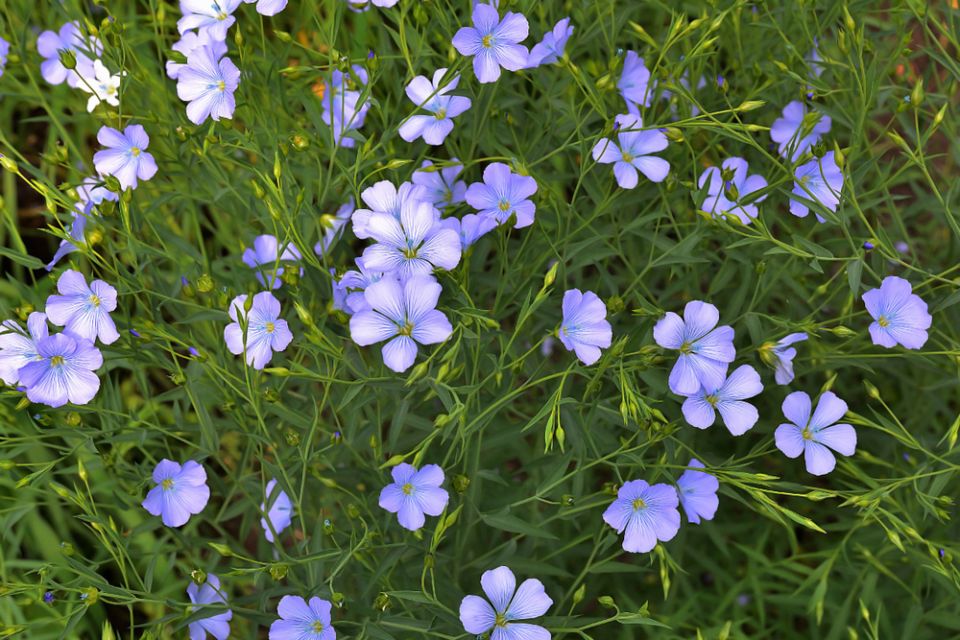 Очарование льна многолетнего: природный фонтан синего на вашем участке