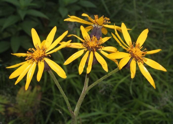 В саду раскрывается изысканная лигулярия и её практичный шик