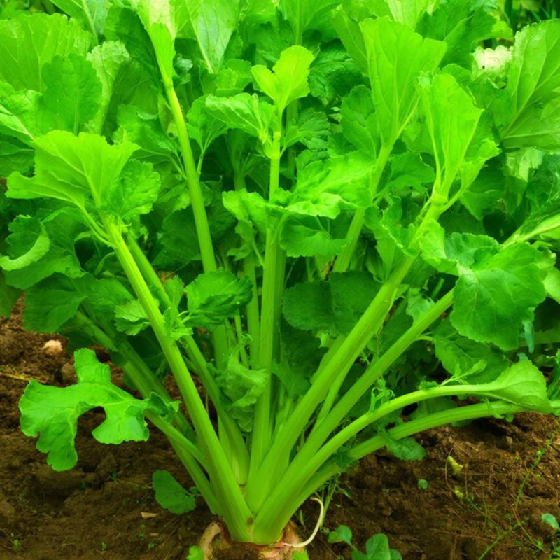 ���� �� ������� ��� ���������: ��� ��������� ��� ������� ����������