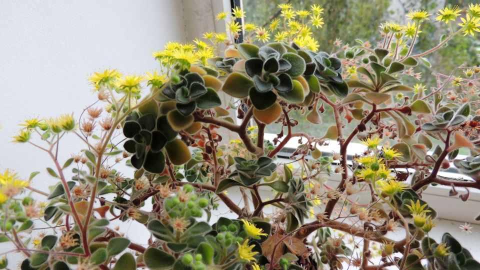 Аихризон как растение с характером: почему его называют деревом любви и как за ним ухаживать дома