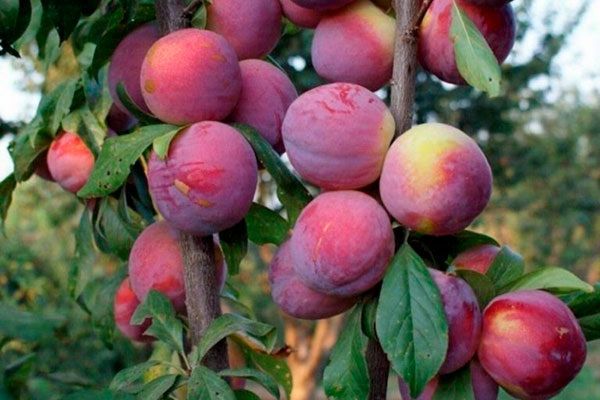 Как Фортуна превращает небольшой сад в источник урожая и вкуса