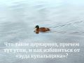                  ,     Trichobilharzia