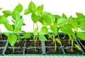 Как правильно вырастить рассаду перца: секреты успешных садоводов