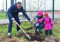 В Державинском районе Великого Новгорода высадили новые деревья