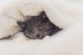 Кошачья долголетие: 10 пород, которые станут вашими верными спутниками на долгие годы