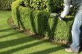 Как быстро создать зеленую ограду: 7 растений для живой изгороди