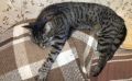 Бигуди как средство против шерсти: стоит ли проверять лайфхак?