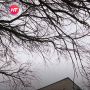 Яркий мурал с лисой появился в Валдае