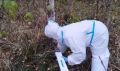 Специалисты разложат в лесах Новгородской области более 200 тысяч брикетов вакцины от бешенства для диких животных