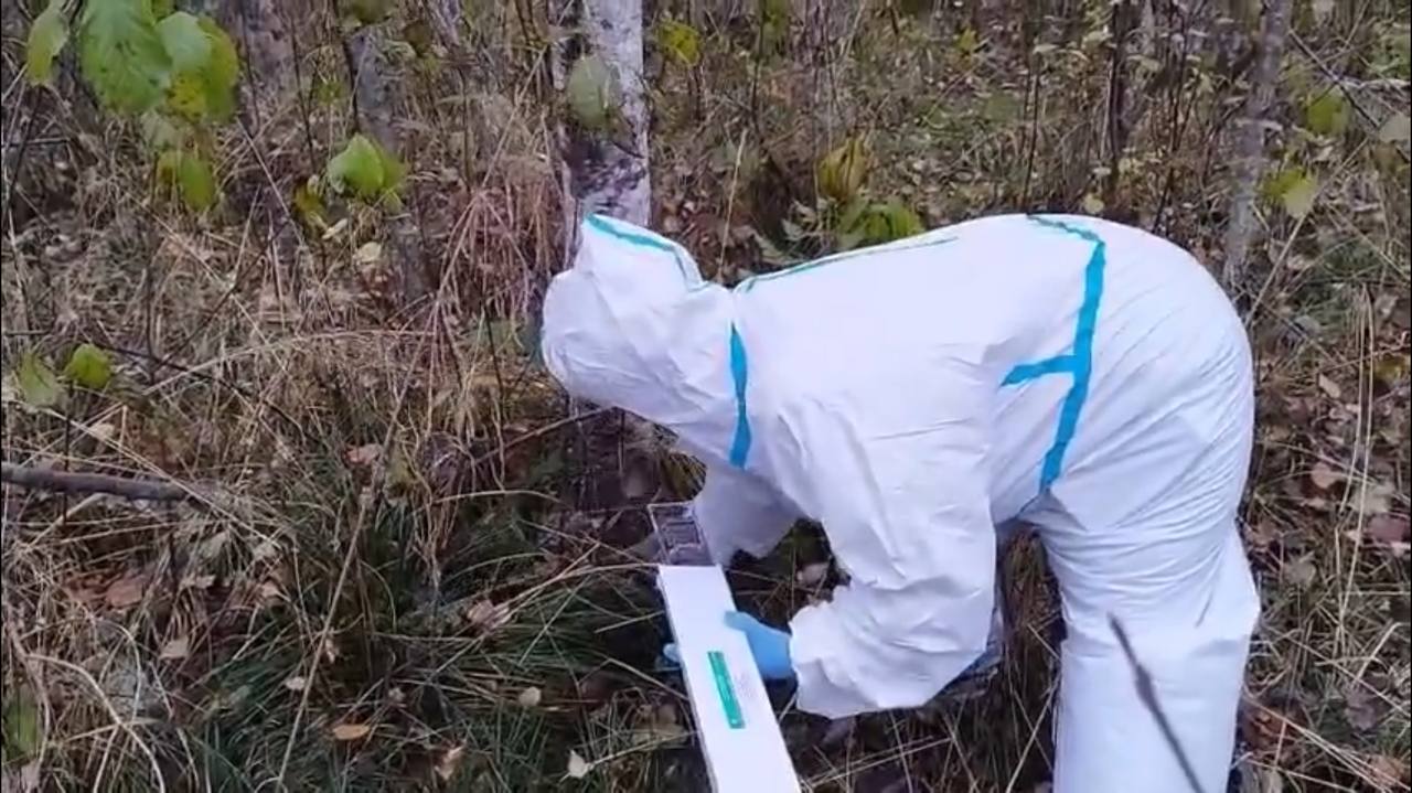 В новгородских лесах раскладывают брикеты с вакциной от бешенства