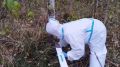 В новгородских лесах раскладывают брикеты с вакциной от бешенства