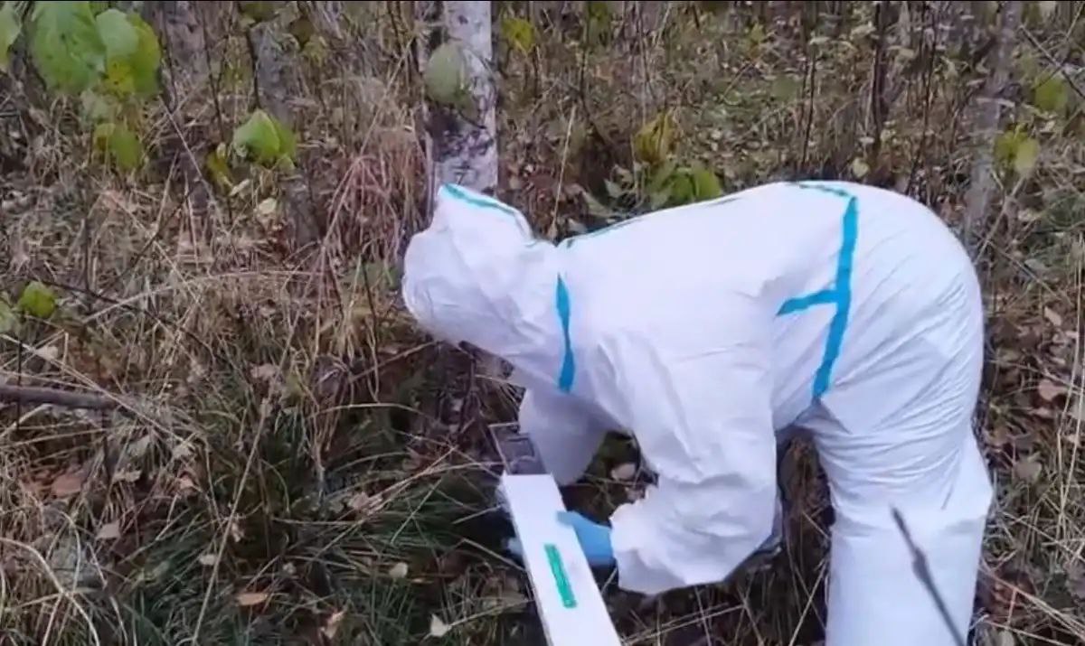 Специалисты разложат в лесах Новгородской области более 200 тысяч брикетов вакцины от бешенства для диких животных