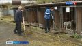 В рамках проекта "Защита животного мира" в новгородских приютах прошёл традиционных субботник