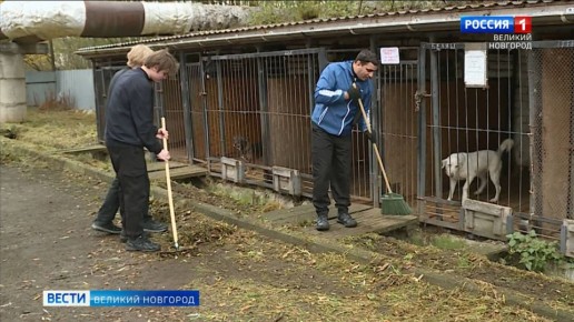 В рамках проекта "Защита животного мира" в новгородских приютах прошёл традиционных субботник