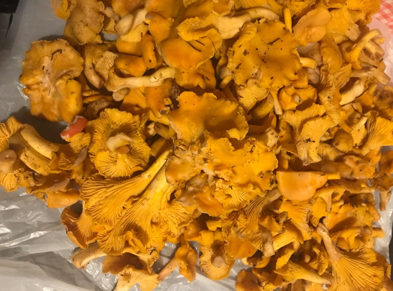 В Новгородской области осенние холода не стали помехой для роста грибов